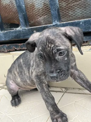Female Purebred Boerboel Puppy, 1-3 Months Old