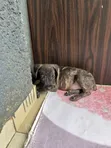 Female Purebred Boerboel Puppy, 1-3 Months Old - 2
