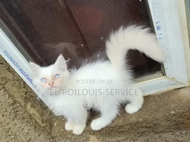 Purebred Persian Kitten - 1-3 Months - 1