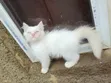 Purebred Persian Kitten - 1-3 Months - 2