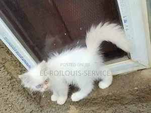 Purebred Persian Kitten - 1-3 Months