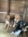 Male Boerboel Mix Puppy (0-1 Month) - 1