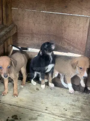 Male Boerboel Mix Puppy (0-1 Month)