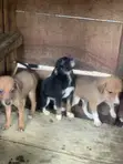 Male Boerboel Mix Puppy (0-1 Month) - 2