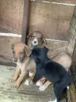 Male Boerboel Mix Puppy (0-1 Month) - 3