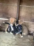 Male Boerboel Mix Puppy (0-1 Month) - 4