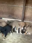 Male Boerboel Mix Puppy (0-1 Month) - 5