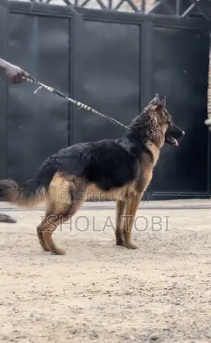 Babban Namijin Cikakken German Shepherd