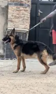 Babban Namijin Cikakken German Shepherd - 2