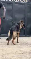 Babban Namijin Cikakken German Shepherd - 3