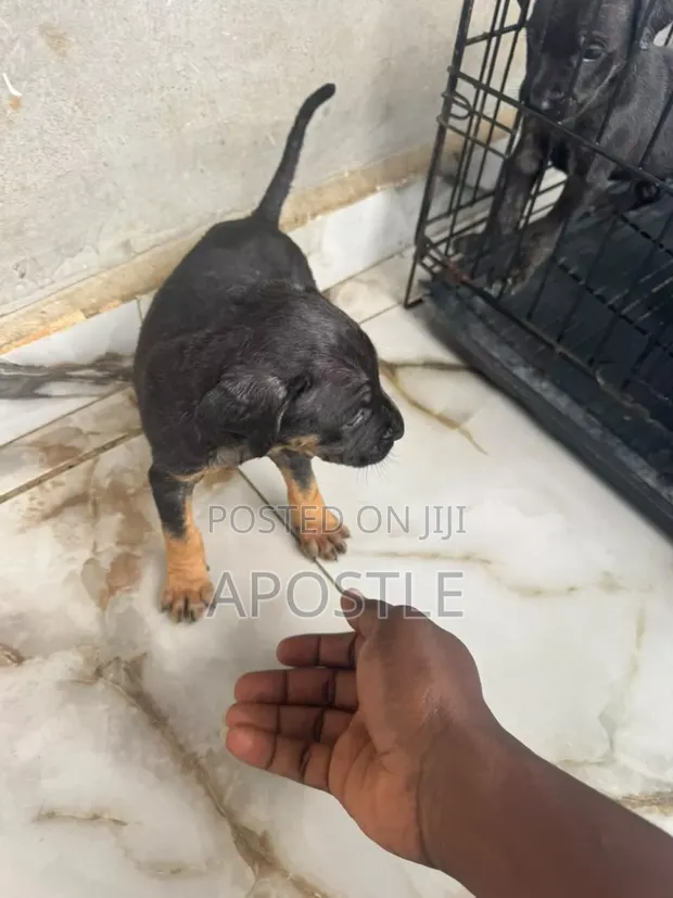 Yar Boerboel Mai Tsarki (Kasa da Wata 1) - 1