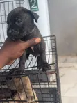 Yar Boerboel Mai Tsarki (Kasa da Wata 1) - 2
