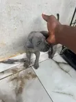Yar Boerboel Mai Tsarki (Kasa da Wata 1) - 3