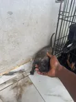 Yar Boerboel Mai Tsarki (Kasa da Wata 1) - 4