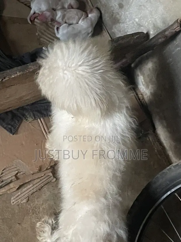 Female Lhasa Apso Puppy, 1-3 Months Old - 1