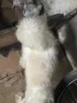 Female Lhasa Apso Puppy, 1-3 Months Old - 1