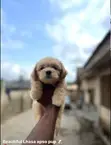 Female Lhasa Apso Puppy, 1-3 Months Old - 2