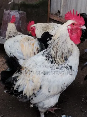Crossed Breed Brahma Chickens (13 available)