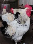 Crossed Breed Brahma Chickens (13 available) - 1
