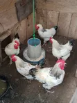 Crossed Breed Brahma Chickens (13 available) - 2