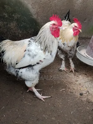 Crossed Breed Brahma Chickens (13 available)