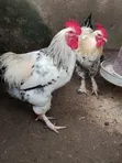 Crossed Breed Brahma Chickens (13 available) - 3