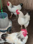 Crossed Breed Brahma Chickens (13 available) - 4