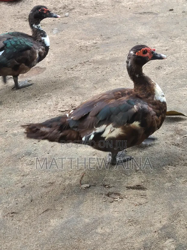 Mature and Baby Ducks for Sale - 1