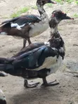Mature and Baby Ducks for Sale - 2