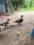 Mature and Baby Ducks for Sale - 3