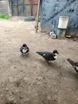 Mature and Baby Ducks for Sale - 4