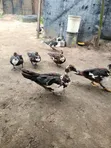 Mature and Baby Ducks for Sale - 5