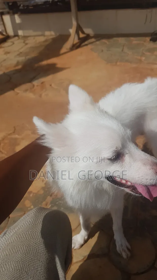 American Eskimo Zane + Yar Kura Daya - 1