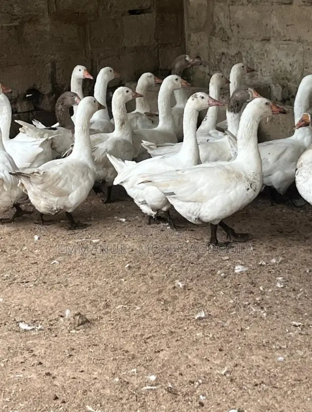Mature Geese for Sale - 1