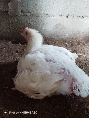 Healthy Live Chickens for Sale