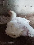 Healthy Live Chickens for Sale - 1