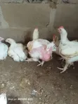 Healthy Live Chickens for Sale - 2