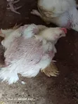 Healthy Live Chickens for Sale - 3