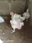 Healthy Live Chickens for Sale - 4