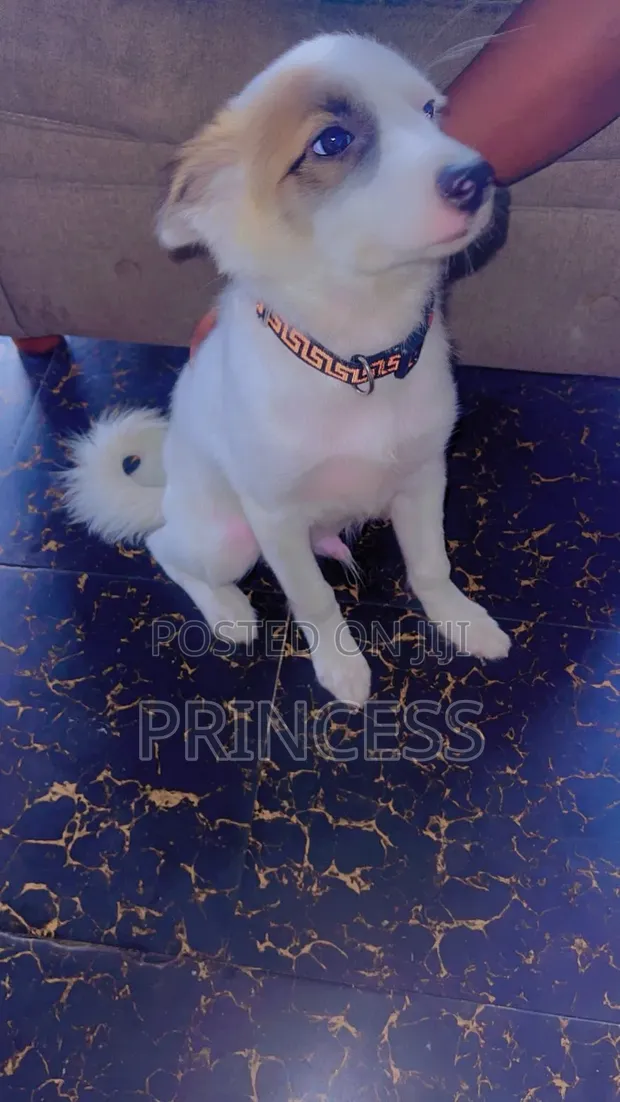 3-6 Month Male Mixed Breed Mongrel - 1