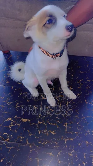 3-6 Month Male Mixed Breed Mongrel