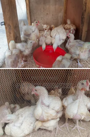 Broiler Chickens for Sale