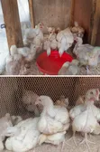 Broiler Chickens for Sale - 1