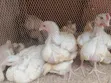 Broiler Chickens for Sale - 2