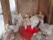 Broiler Chickens for Sale - 3