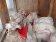 Broiler Chickens for Sale - 4