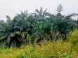 2 Plots of Land for Sale, Abia Tower, Umuahia - 1