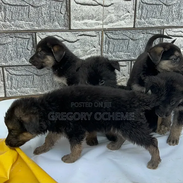 1-3 Months Female Purebred German Shepherd Puppy - 1