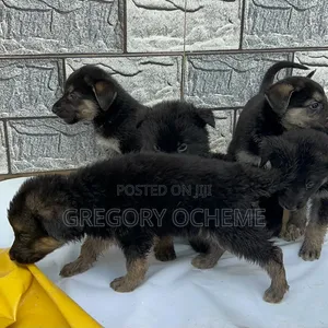 1-3 Months Female Purebred German Shepherd Puppy