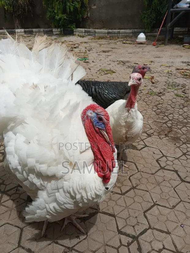 4 Turkeys and 2 Broilers - 1